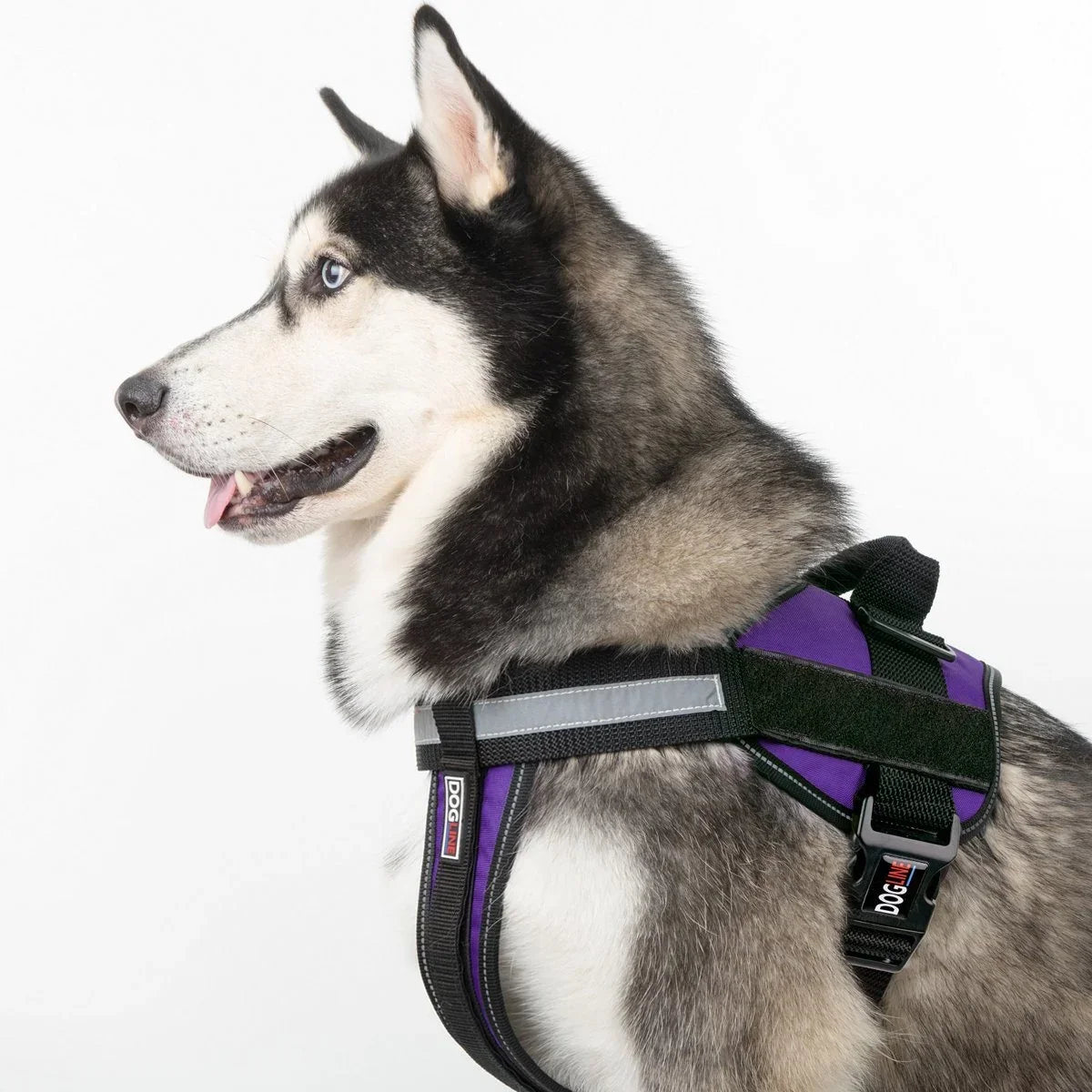 Traditional Collars, Leashes & Harnesses