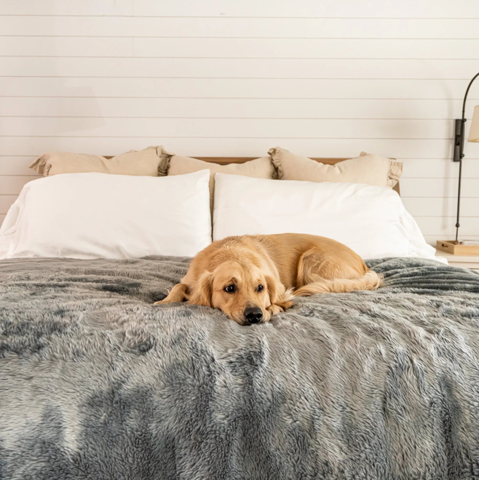 Dog Blankets