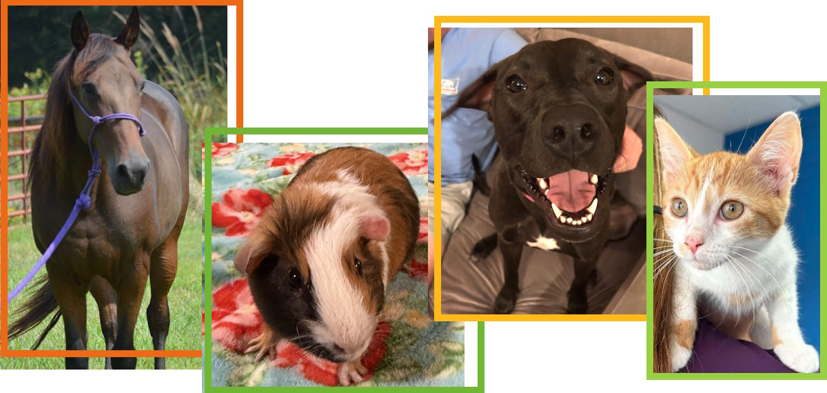 Crossroads Animal Rescue