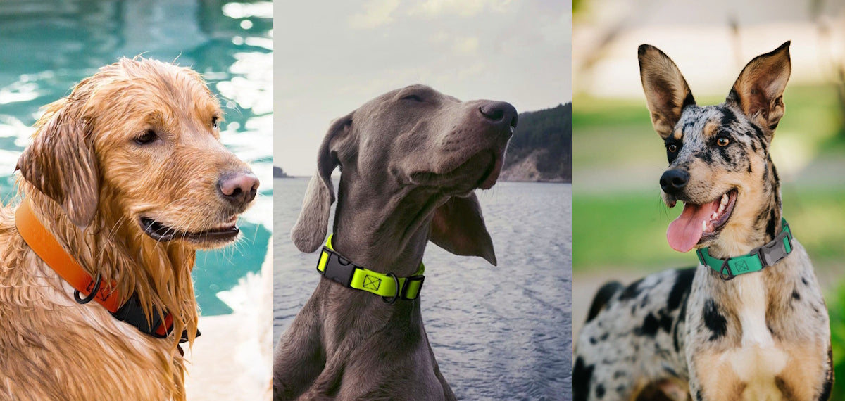 BioThane Dog Collars & Leashes
