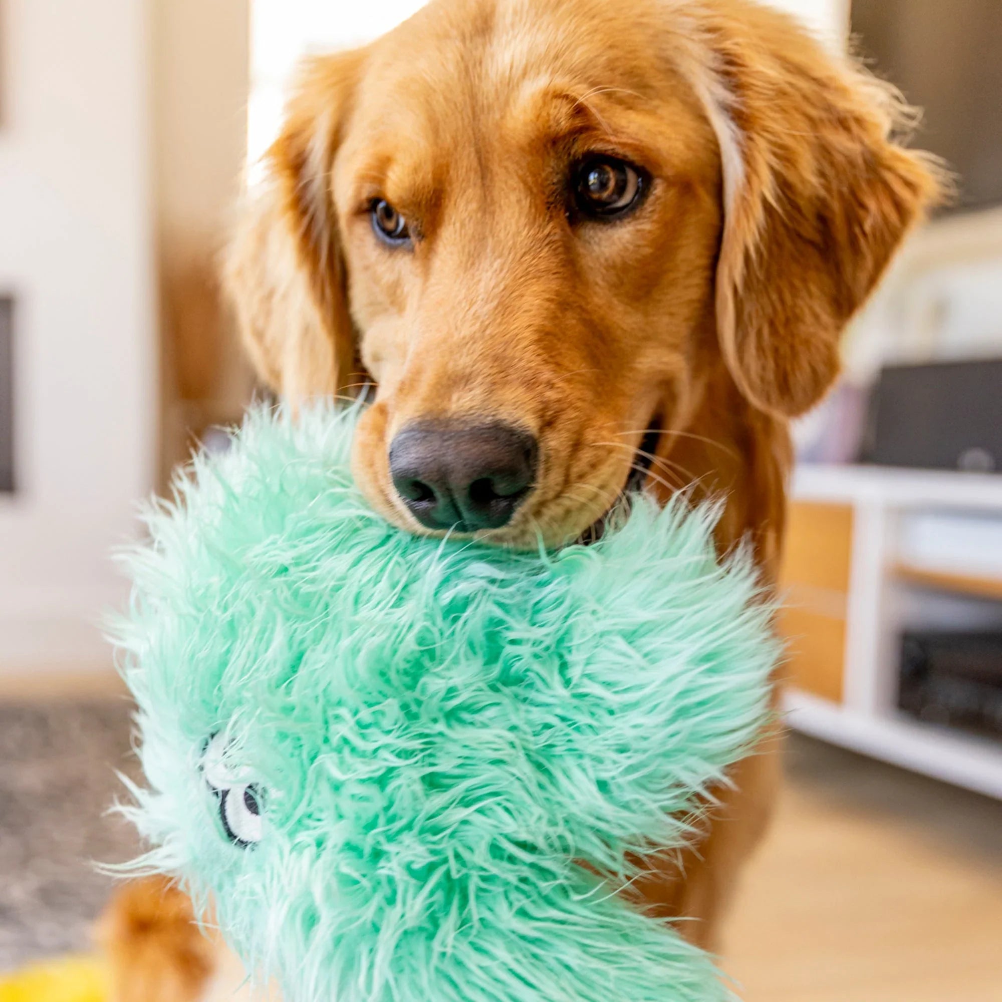 Dog Toys