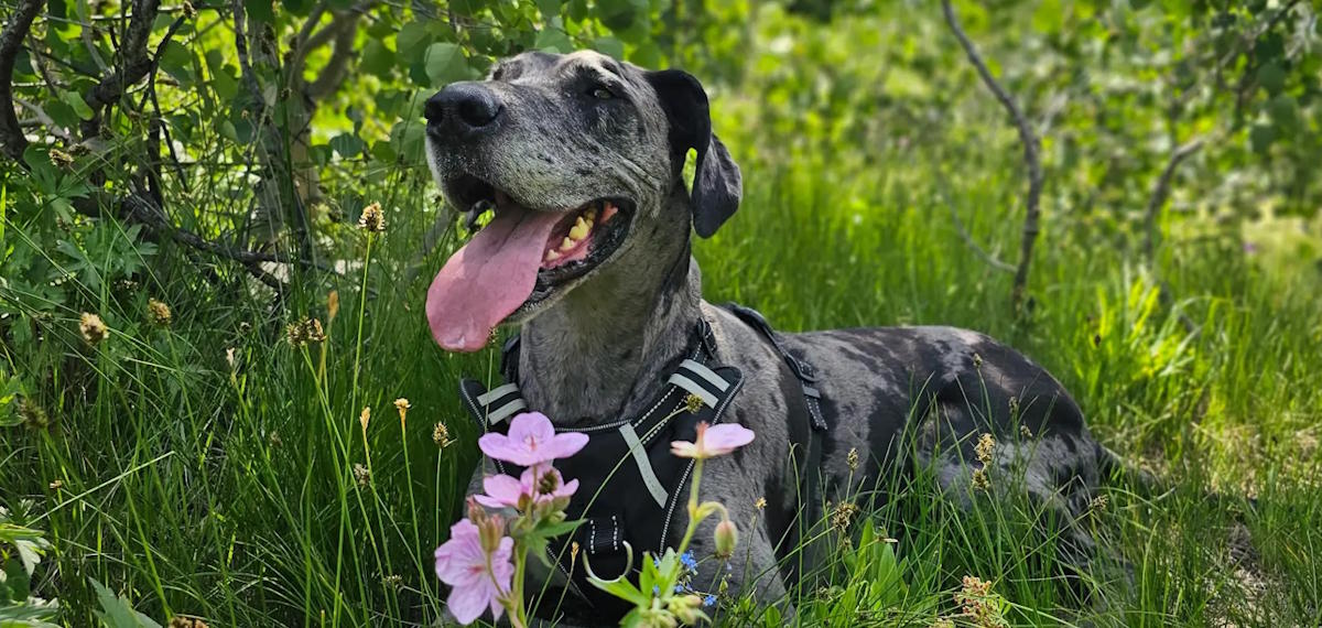 Rocky Mountain Great Dane Rescue
