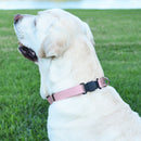 Sprenger BioThane Waterproof Dog Collar - Stainless Steel ClicLock Quick Release Buckle