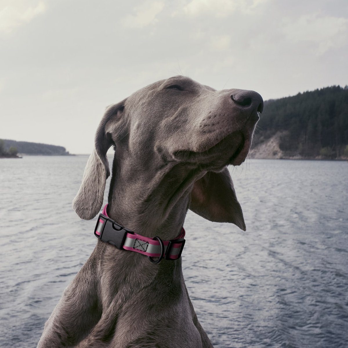 Biothane Reflective Dog Collar - Quick Release Buckle