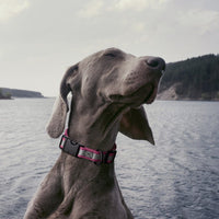 Biothane Reflective Dog Collar - Quick Release Buckle