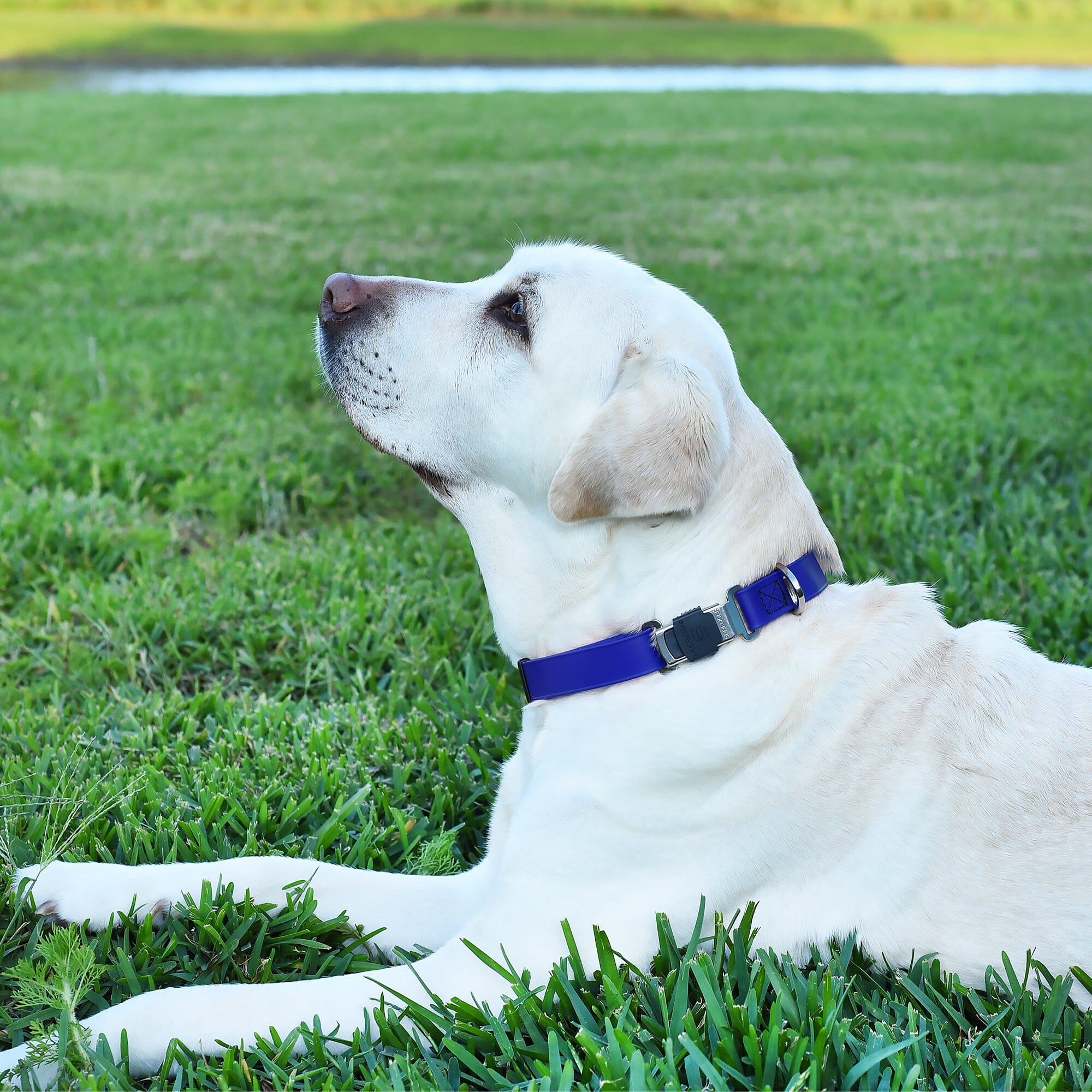 Sprenger BioThane Waterproof Dog Collar - Stainless Steel ClicLock Quick Release Buckle