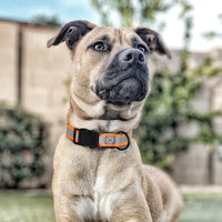 Biothane Reflective Dog Collar - Quick Release Buckle