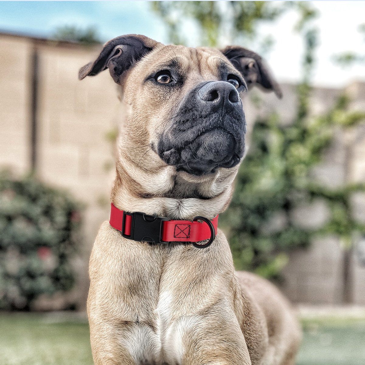 Biothane Waterproof Dog Collar - Plastic Quick Release Buckle