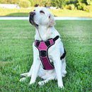 Quest No-Pull Dog Harness