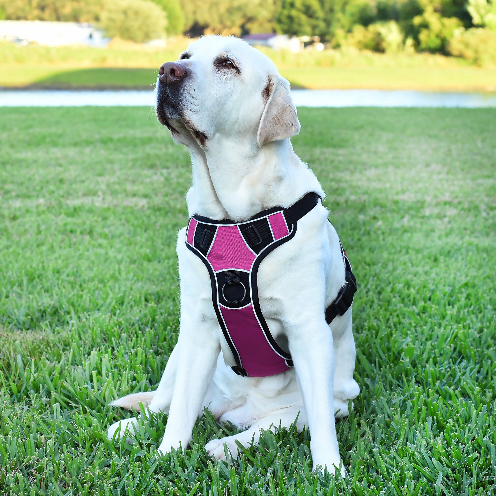 Quest No-Pull Dog Harness