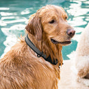 Biothane Reflective Dog Collar - Quick Release Buckle