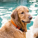 Biothane Waterproof Dog Collar - Plastic Quick Release Buckle