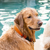 Biothane Waterproof Dog Collar - Plastic Quick Release Buckle