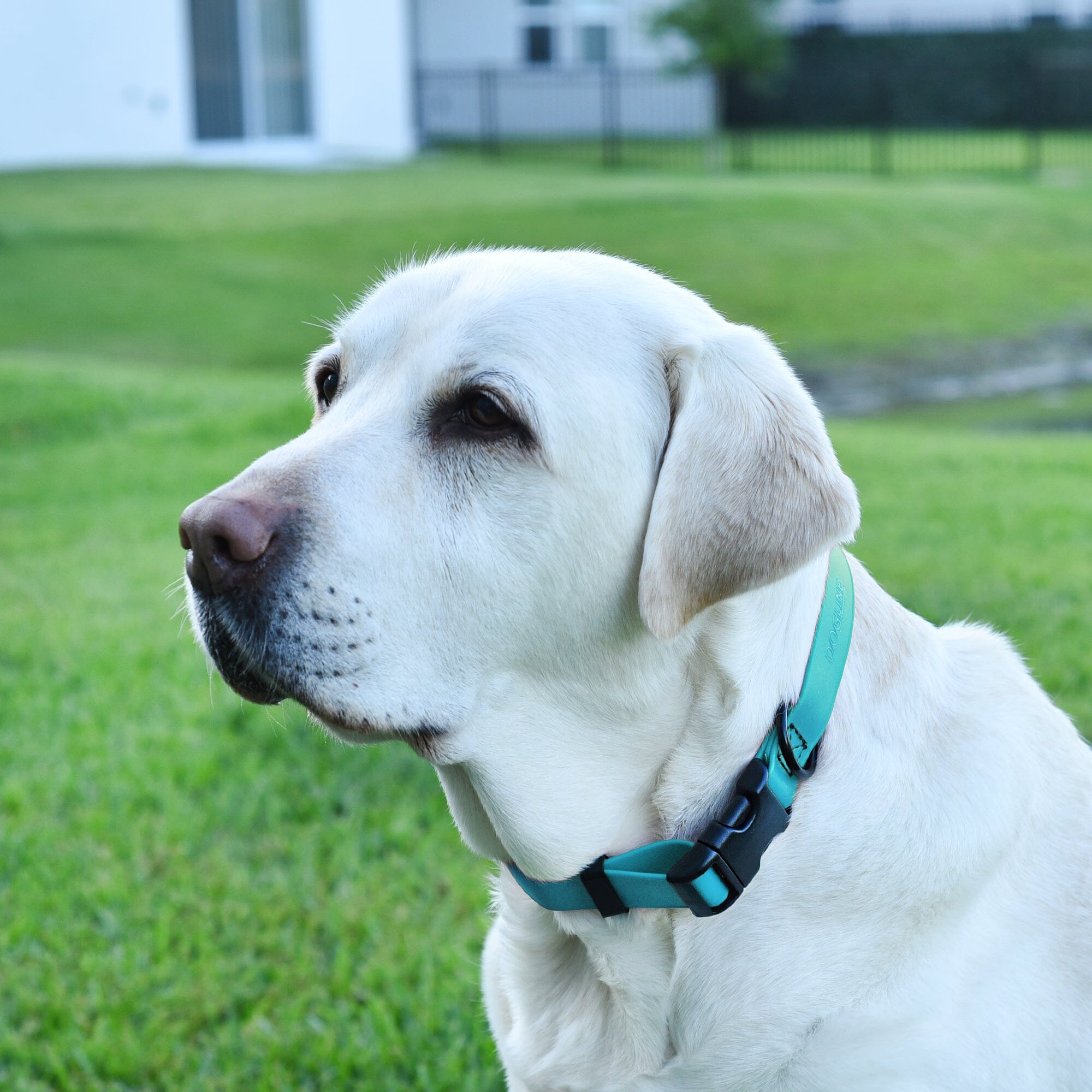 Biothane Waterproof Dog Collar - Plastic Quick Release Buckle
