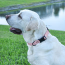 Biothane Waterproof Dog Collar - Plastic Quick Release Buckle