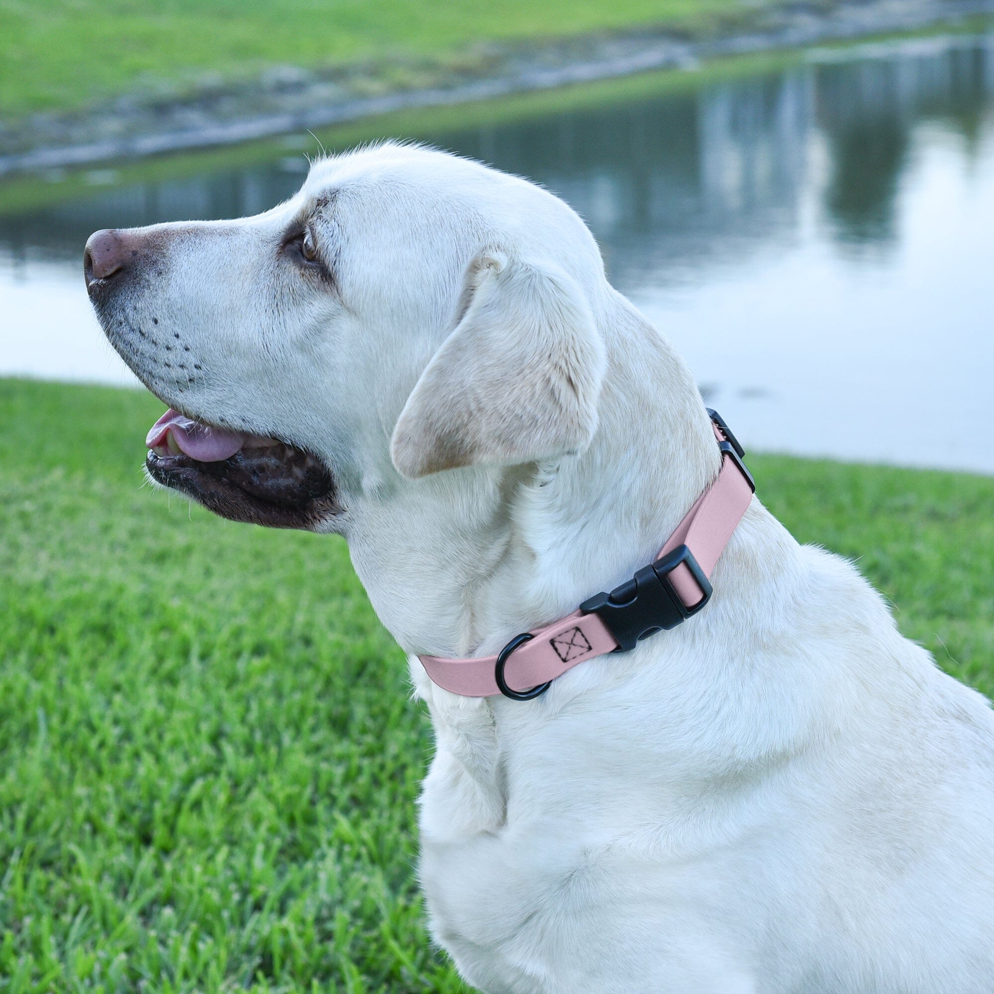 Biothane Waterproof Dog Collar - Plastic Quick Release Buckle