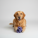 Interactive Snuffle Ball