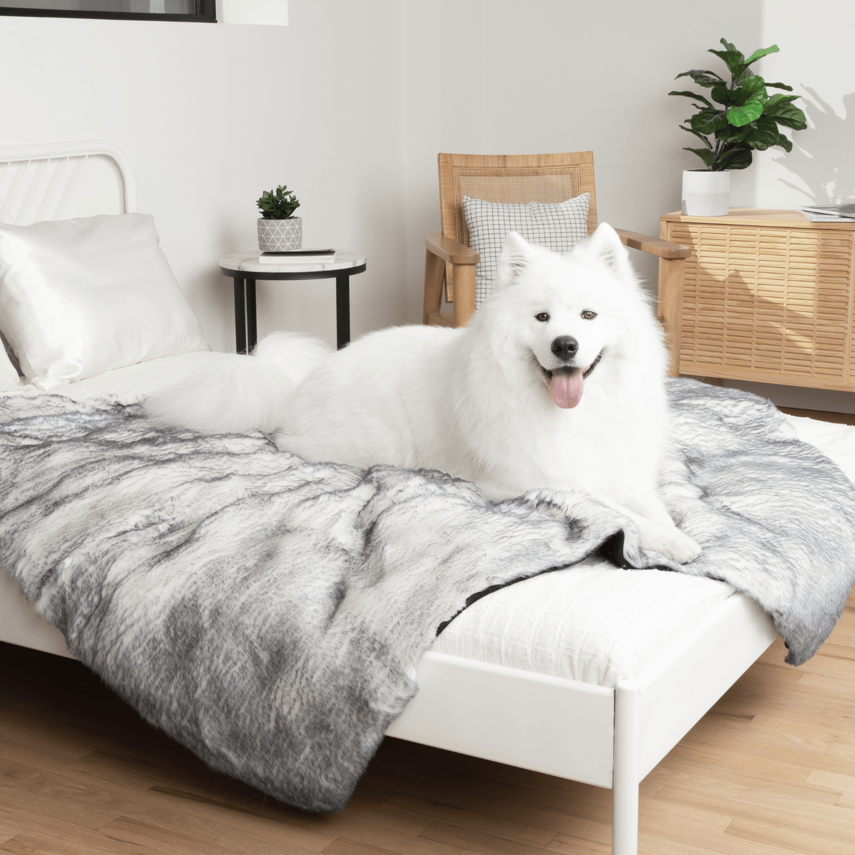 White dog lying on a bed with a white and gray faux fur blanket in a modern bedroom.