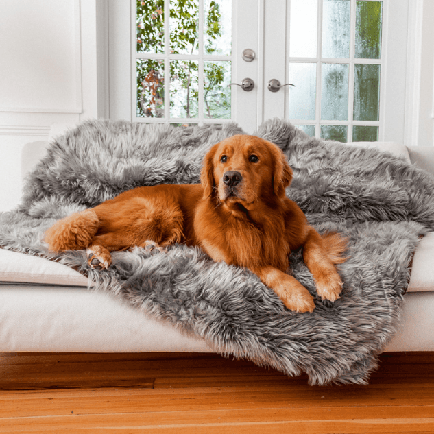 Dog lying on a gray fur throw blanket on a white couch in a bright room with large windows.