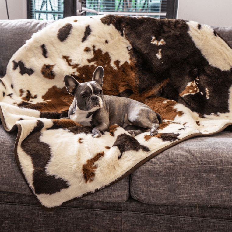 Dog sitting on a faux cowhide fur blanket on a gray couch