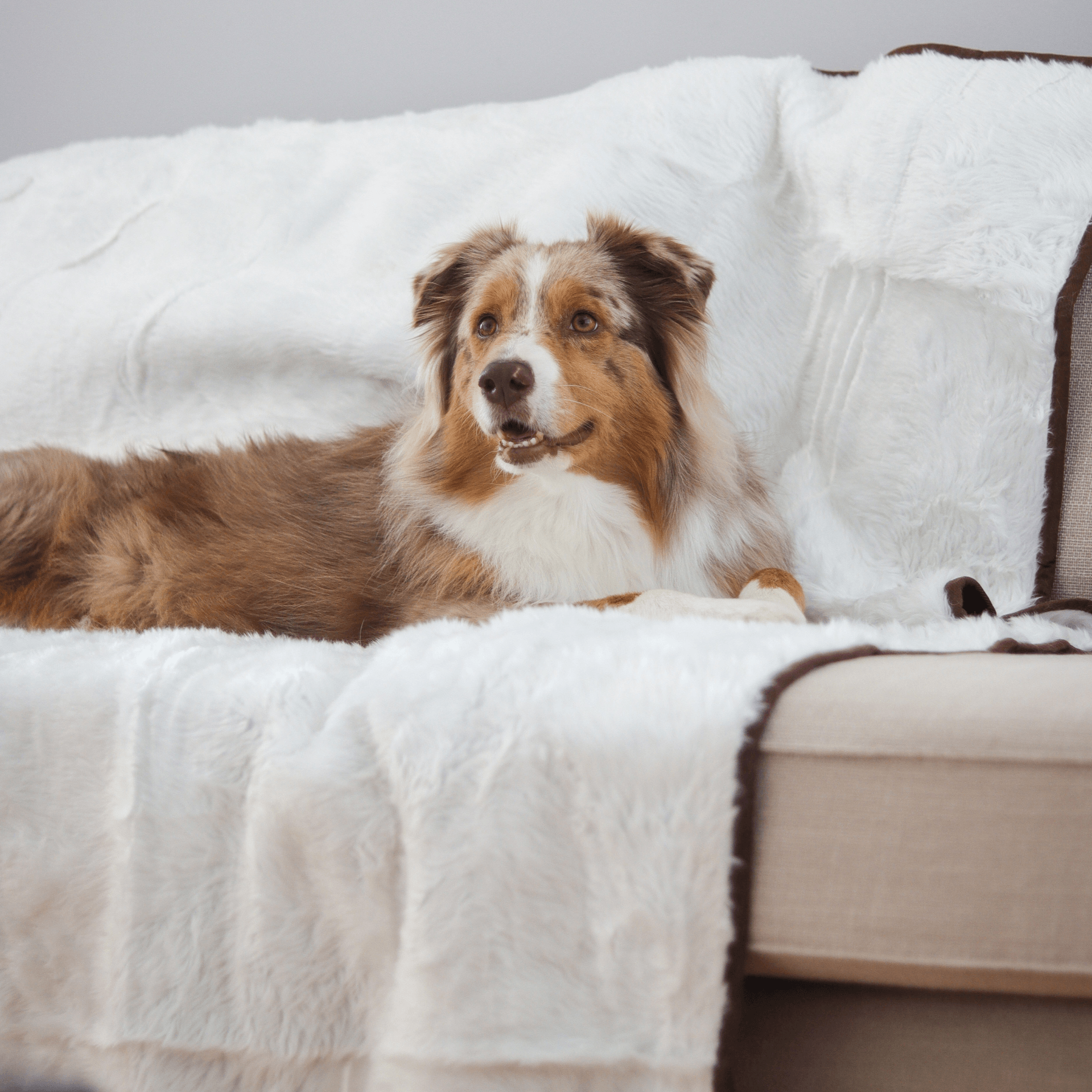 A fluffy brown and white dog lying on a white faux fur throw blanket draped over a beige sofa in a cozy indoor setting.