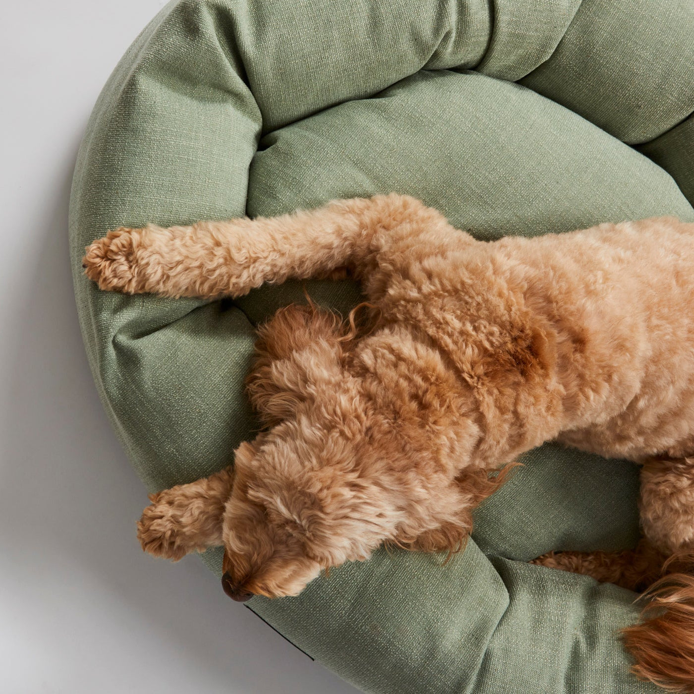 Warby Jasmine Donut Dog Bed by Jax & Bones