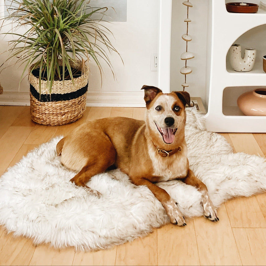 White w/Brown Accents Faux-Fur Memory Foam Dog Bed & Plush Rug