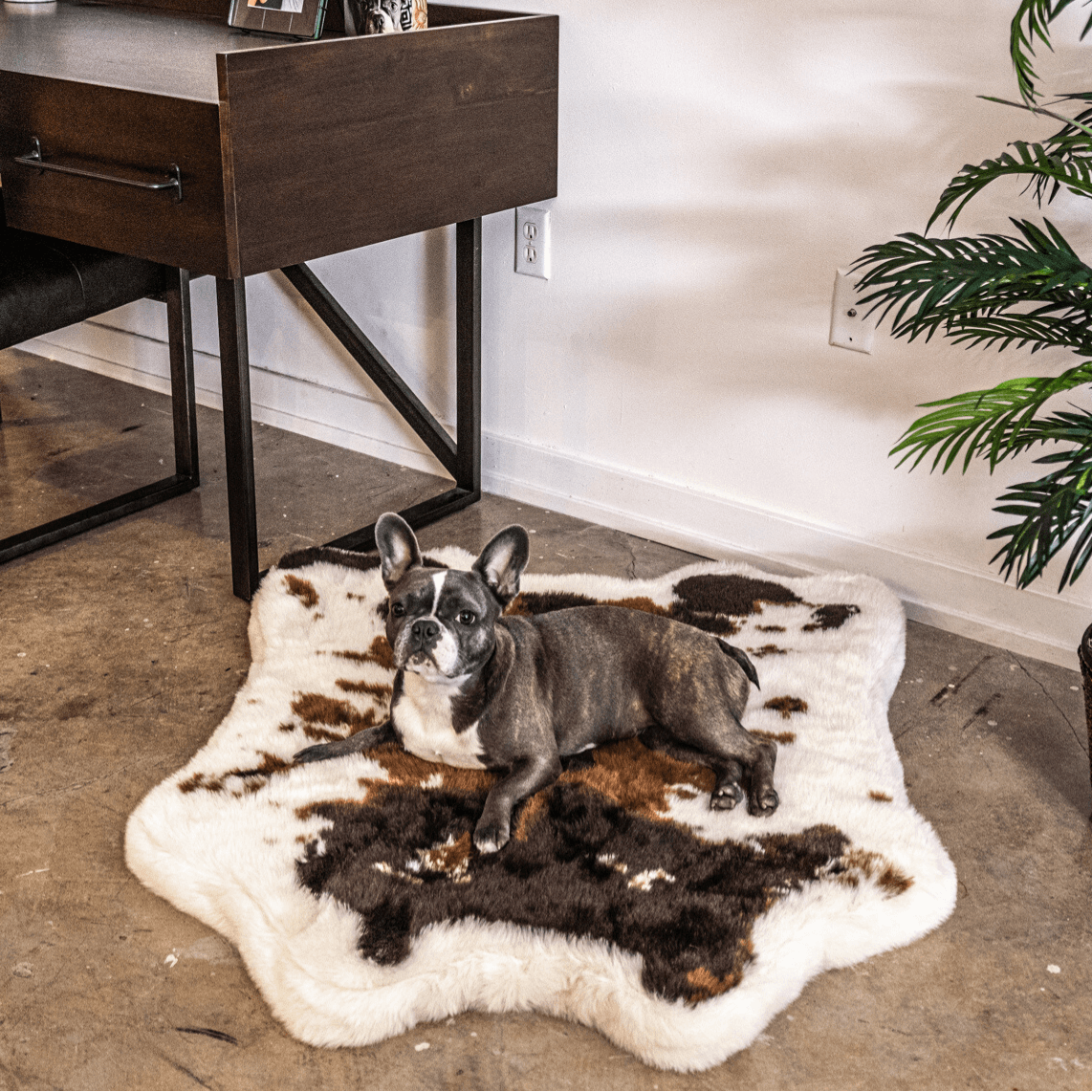 Dog lying on a cream, tan, brown cowhide rug in a room with a desk and plant.