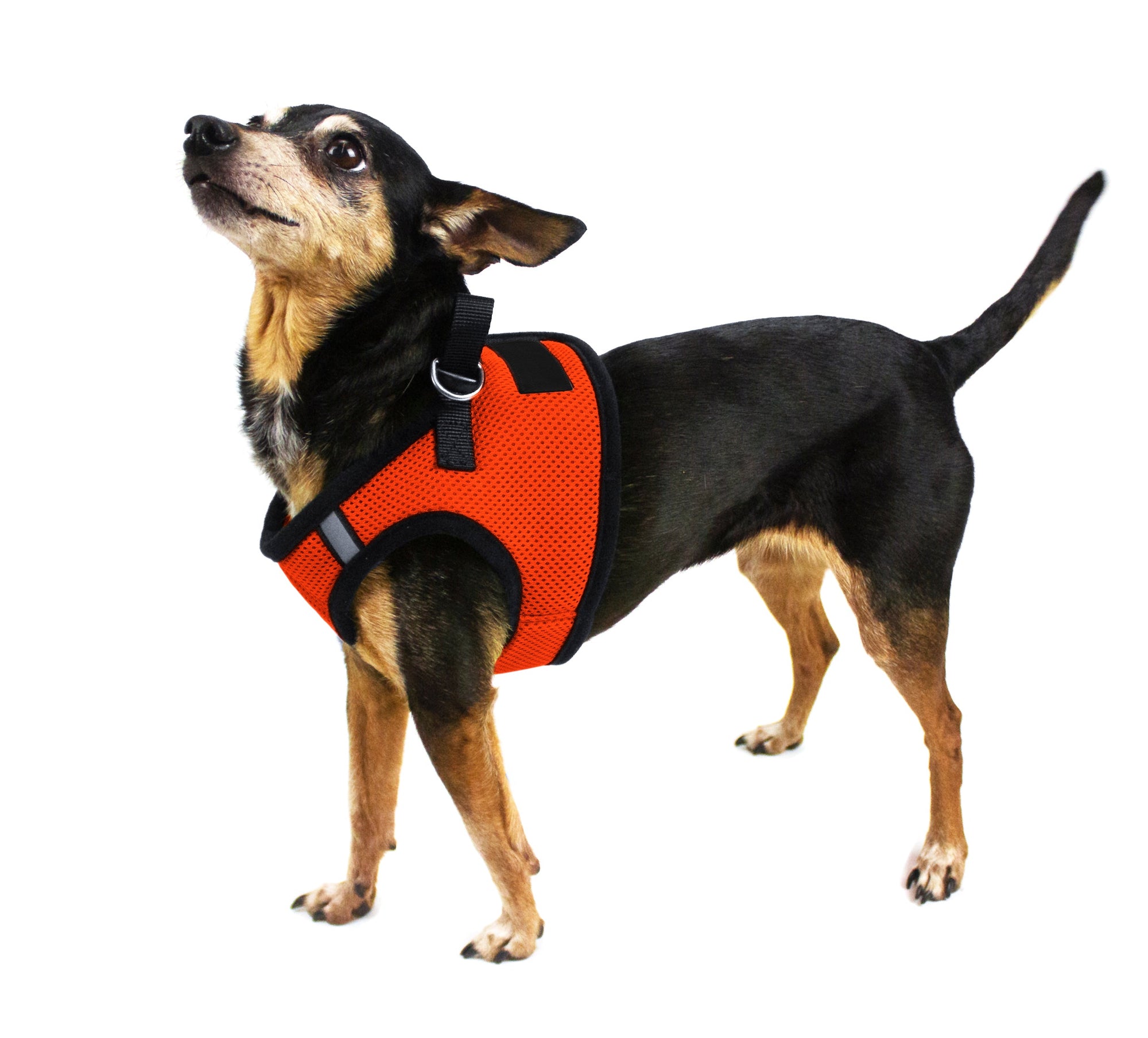 Mesh Harness: 12-36" chest, 1 Patch Fastener