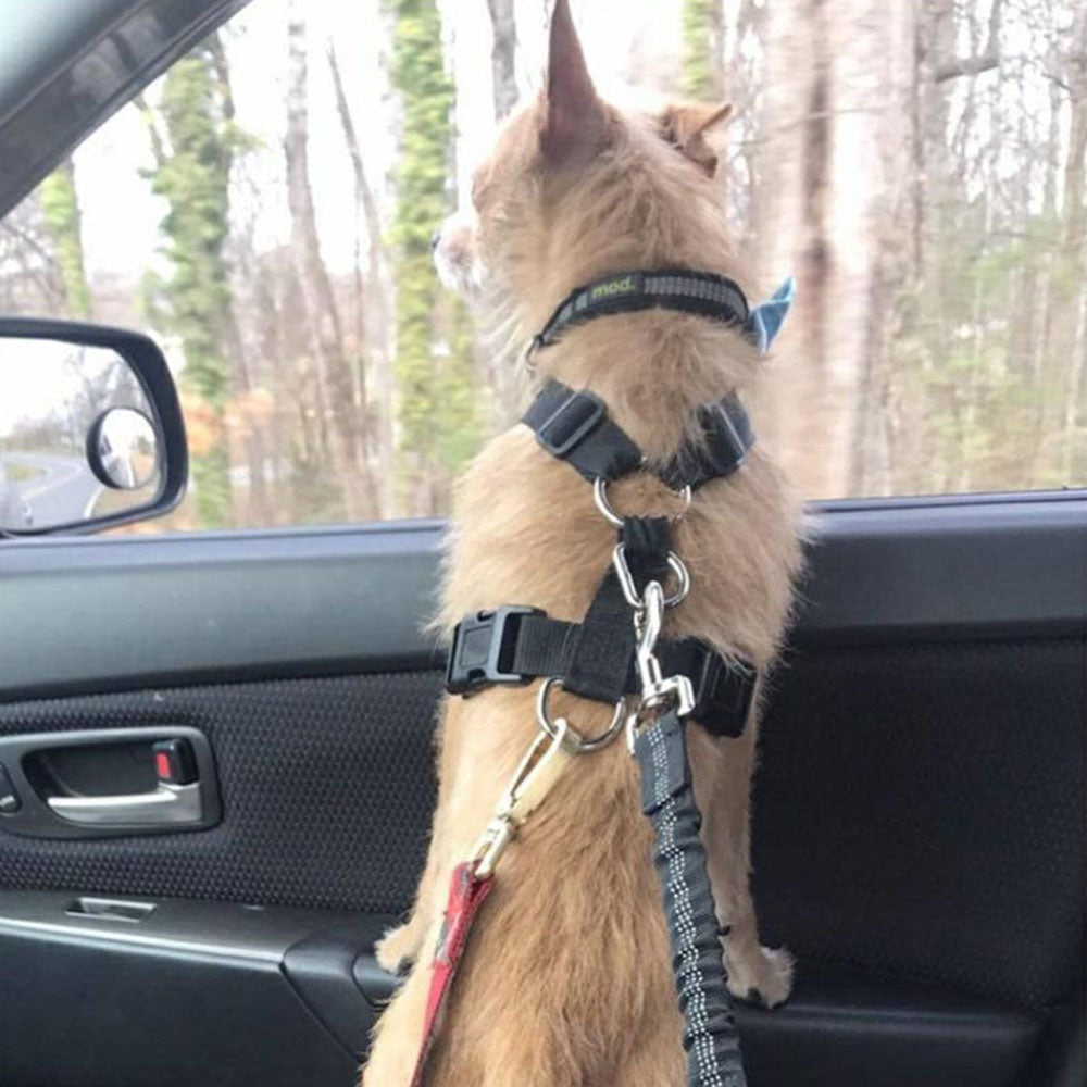 Dog Seat Belt: Adjustable & Elastic