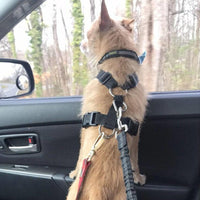 Dog Seat Belt: Adjustable & Elastic
