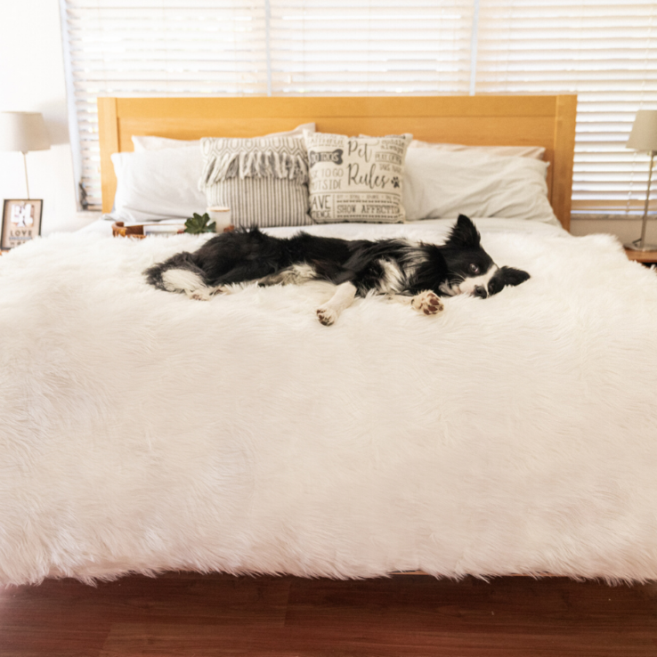 Dog lying on a fluffy white fur bedspread in a bedroom with wooden flooring and a window in the background.