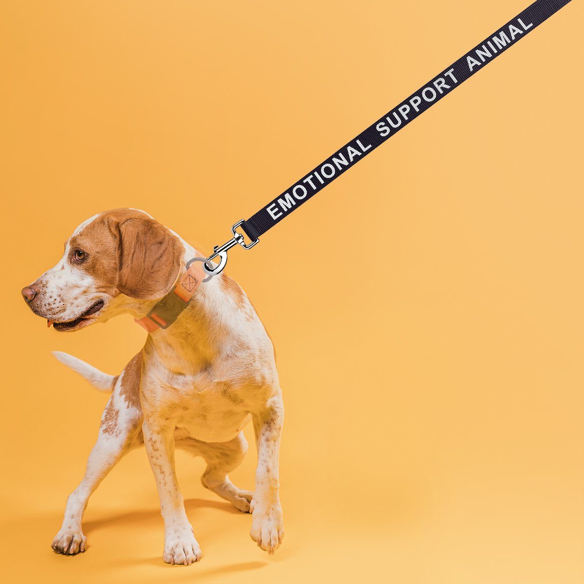 Reflective Nylon Dog Leash: ESA, Service Dog, Adopt Me, Do Not Pet, Therapy Dog