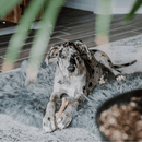 PupRug by Paw.com® Faux Fur Orthopedic Dog Bed: Curve Charcoal Grey