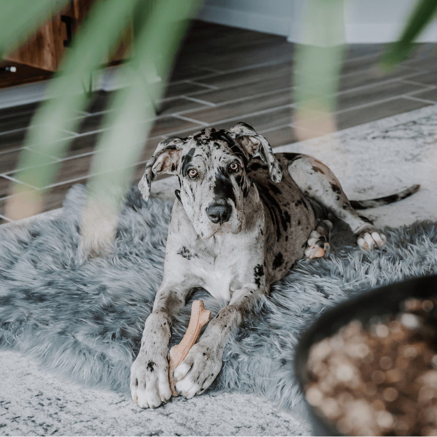 PupRug by Paw.com® Faux Fur Orthopedic Dog Bed: Curve Charcoal Grey