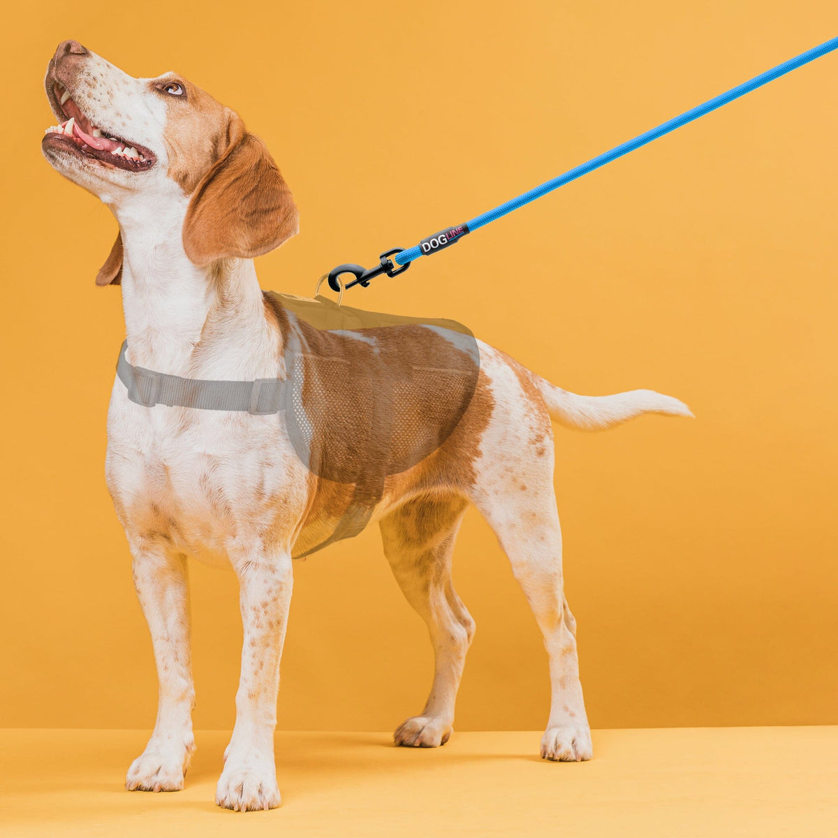 Nylon Pet Leash - Round with Neoprene Handle, 4 ft & 6 ft
