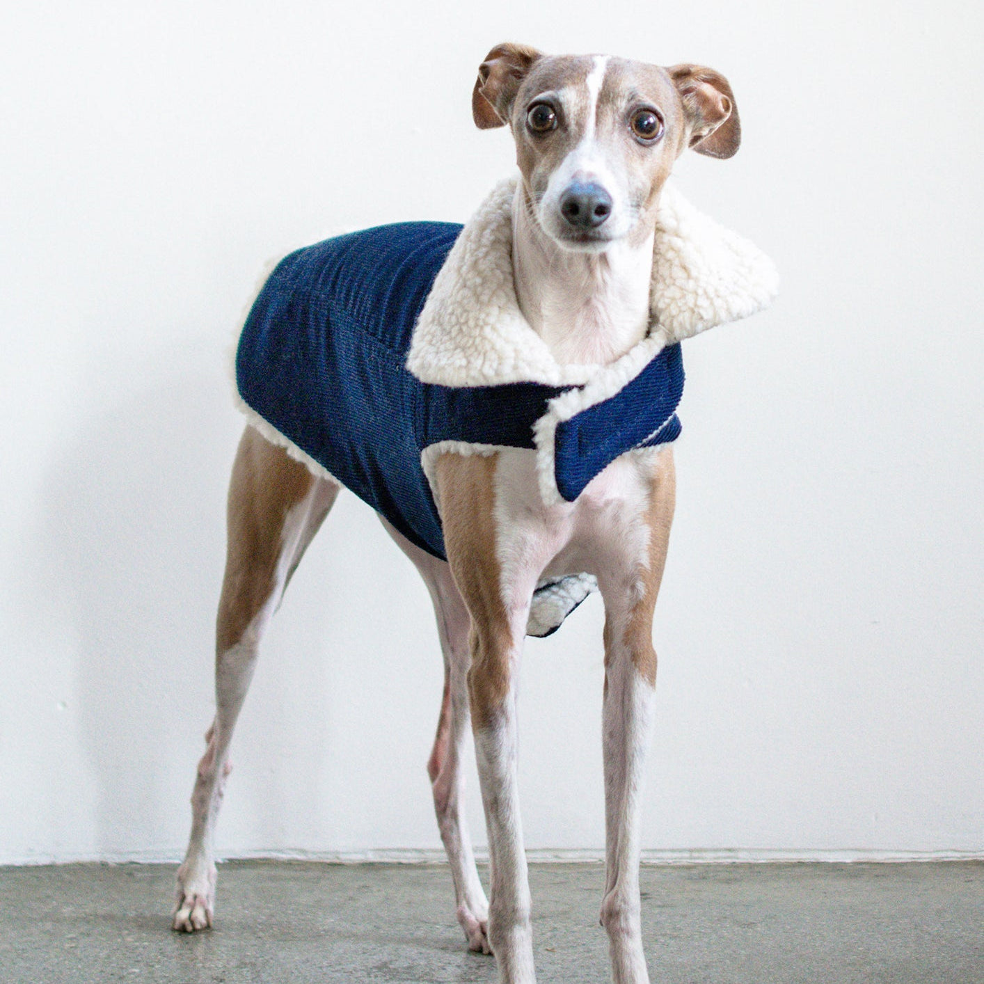 Corduroy Classic Pet Coat by MODERNBEAST