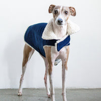 Corduroy Classic Pet Coat by MODERNBEAST