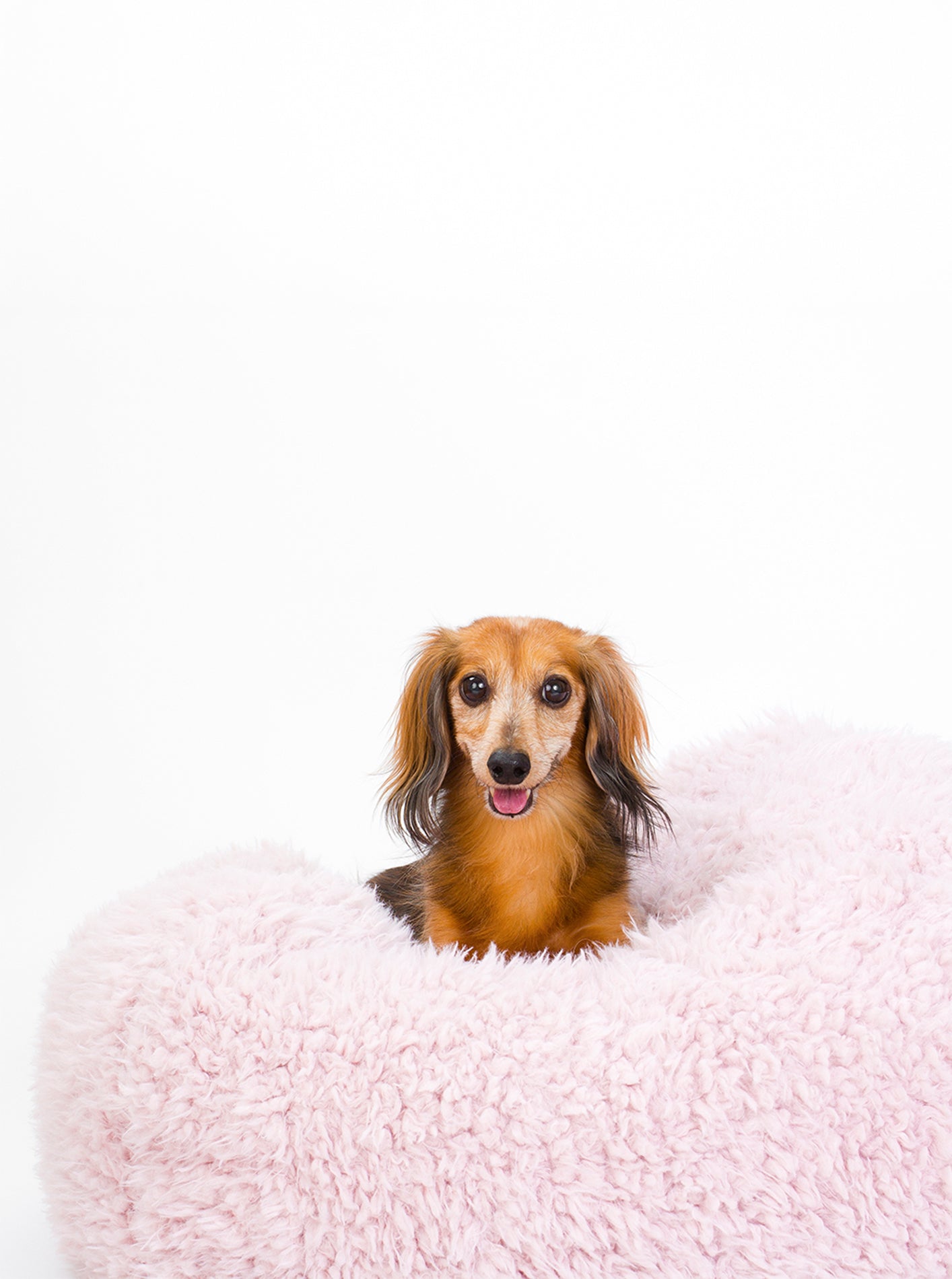 Pod Dog or Cat Bed