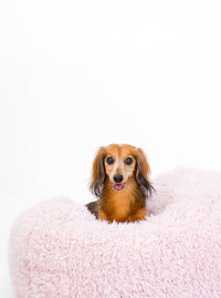 Pod Dog or Cat Bed