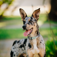 Dogline Pebble Emboss Biothane Dog Collar with Herm Sprenger Stainless Steel ClicLock Buckle