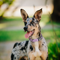 Pebble Emboss Biothane Dog Collar - Quick Release Buckle