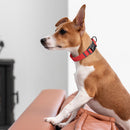 Pebble Emboss Biothane Dog Collar - Quick Release Buckle