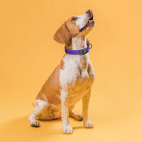 Pebble Emboss Biothane Dog Collar - Quick Release Buckle