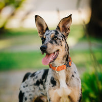 Dogline Pebble Emboss BioThane Dog Collar with Heavy Duty Cobra Buckle
