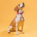 Textured Biothane Dog Collar - Magnetic Buckle