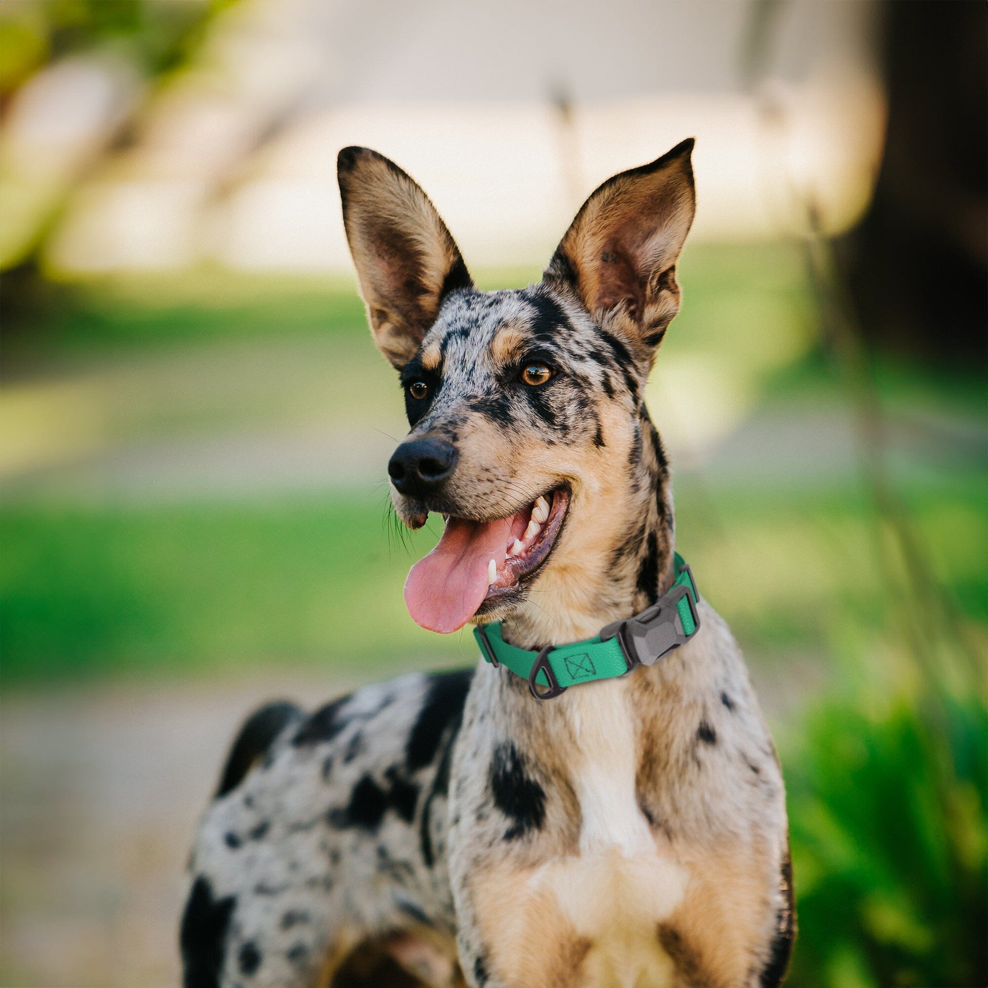 Textured Biothane Dog Collar - Magnetic Buckle