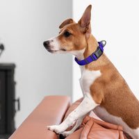 Textured Biothane Dog Collar - Magnetic Buckle