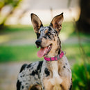 Dogline BioThane Dog Collar with Stab-Lock Quick Release Buckle