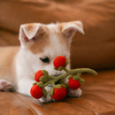 Cherry Tomatoes Wool Toy for Cats & Small Dogs